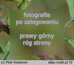 Ambrosia artemisiifolia (ambrozja bylicolistna)