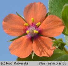 Anagallis arvensis (kurzyślad polny)