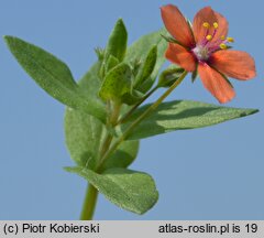 Anagallis arvensis (kurzyślad polny)