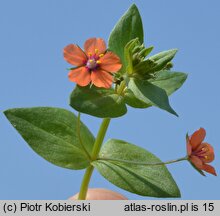 Anagallis arvensis (kurzyślad polny)
