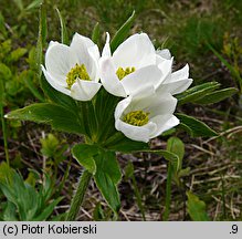 Anemonastrum narcissiflorum (zawilec narcyzowy)