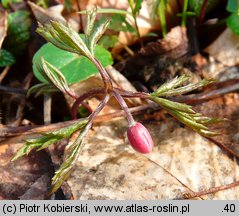 Anemone nemorosa (zawilec gajowy)