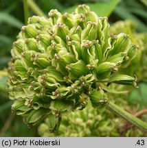 Angelica sylvestris (dzięgiel leśny)