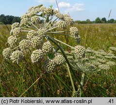 Angelica sylvestris (dzięgiel leśny)