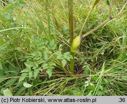 Angelica sylvestris (dzięgiel leśny)