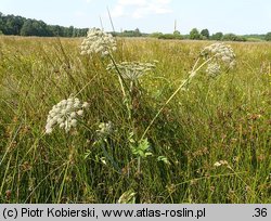 Angelica sylvestris (dzięgiel leśny)