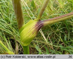 Angelica sylvestris (dzięgiel leśny)