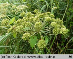 Angelica sylvestris (dzięgiel leśny)