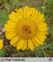 Anthemis tinctoria (rumian żółty)