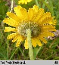 Anthemis tinctoria (rumian żółty)