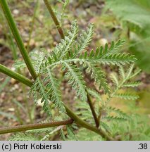 Anthemis tinctoria (rumian żółty)