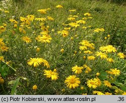 Anthemis tinctoria (rumian żółty)