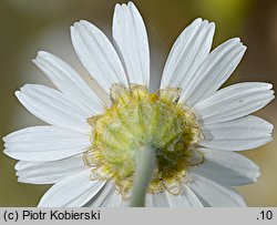 Anthemis ruthenica (rumian ruski)