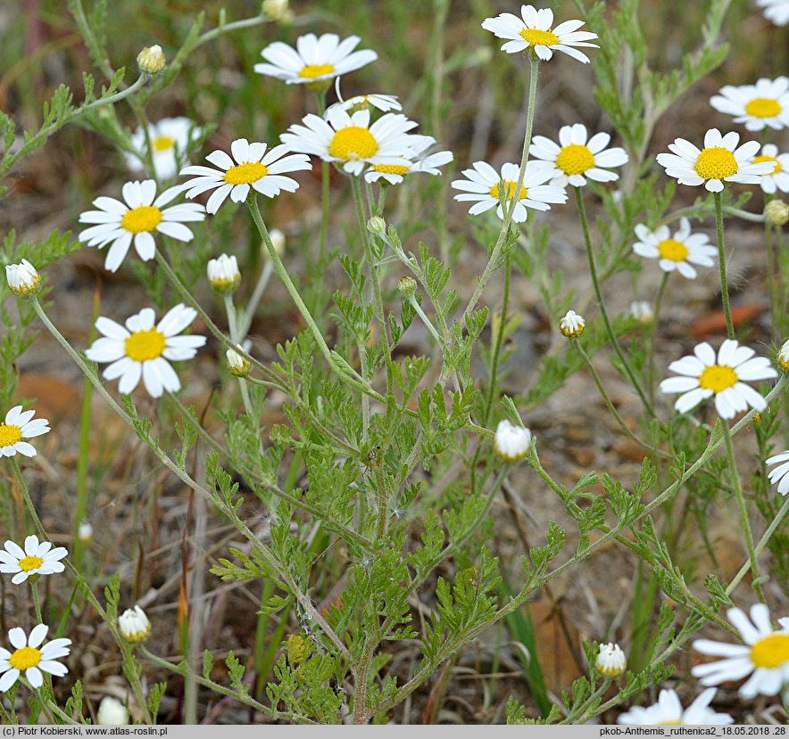 Anthemis ruthenica (rumian ruski)