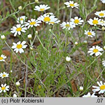 Anthemis ruthenica (rumian ruski)