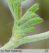 Anthemis ruthenica (rumian ruski)