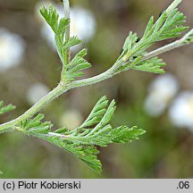 Anthemis ruthenica (rumian ruski)