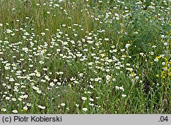 Anthemis ruthenica (rumian ruski)