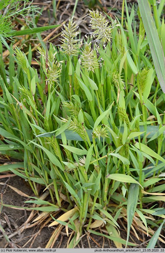 Anthoxanthum aristatum (tomka oścista)