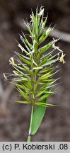 Anthoxanthum aristatum (tomka oścista)