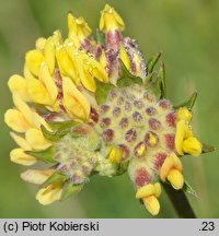 Anthyllis vulneraria ssp. vulneraria (przelot pospolity typowy)