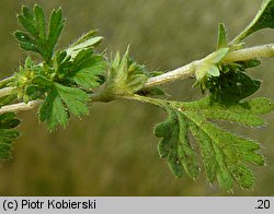 Aphanes arvensis (skrytek polny)