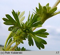 Aphanes arvensis (skrytek polny)