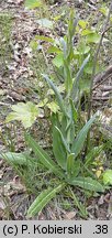 Arabis glabra (wieżyczka gładka)