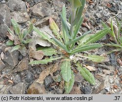 Arabis glabra (wieżyczka gładka)