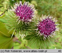 Arctium lappa (łopian większy)