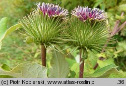 Arctium lappa (łopian większy)