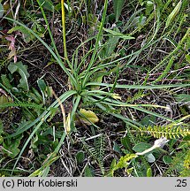 Armeria maritima ssp. elongata (zawciąg pospolity wydłużony)