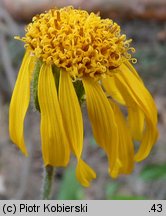 Arnica montana (arnika górska)