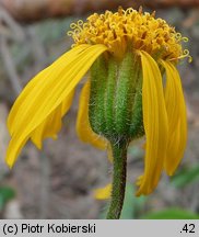 Arnica montana (arnika górska)