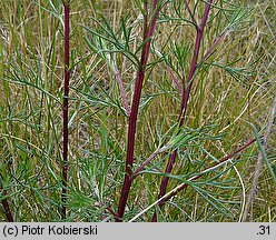 Artemisia campestris (bylica polna)