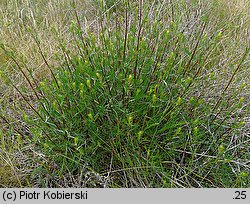 Artemisia campestris (bylica polna)