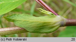 Astragalus glycyphyllos (traganek szerokolistny)