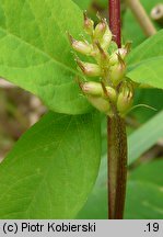 Astragalus glycyphyllos (traganek szerokolistny)