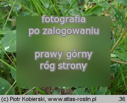 Astragalus glycyphyllos (traganek szerokolistny)