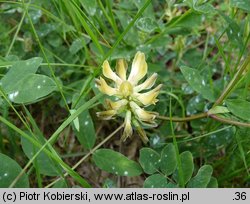 Astragalus glycyphyllos (traganek szerokolistny)