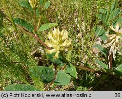 Astragalus glycyphyllos (traganek szerokolistny)