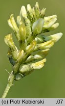 Astragalus cicer (traganek pęcherzykowaty)