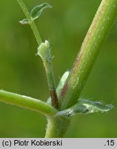 Astragalus cicer (traganek pęcherzykowaty)