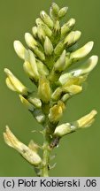 Astragalus cicer (traganek pęcherzykowaty)