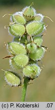 Astragalus cicer (traganek pęcherzykowaty)