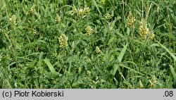 Astragalus cicer (traganek pęcherzykowaty)