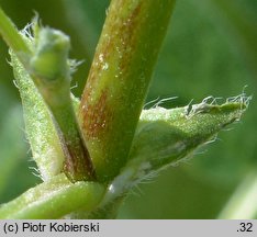 Astragalus cicer (traganek pęcherzykowaty)