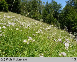 Astrantia major (jarzmianka większa)