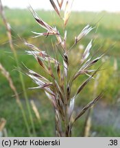 Avenula pubescens (owsica omszona)