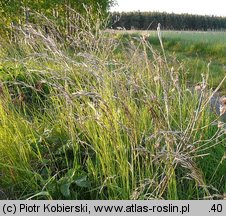 Avenula pubescens (owsica omszona)